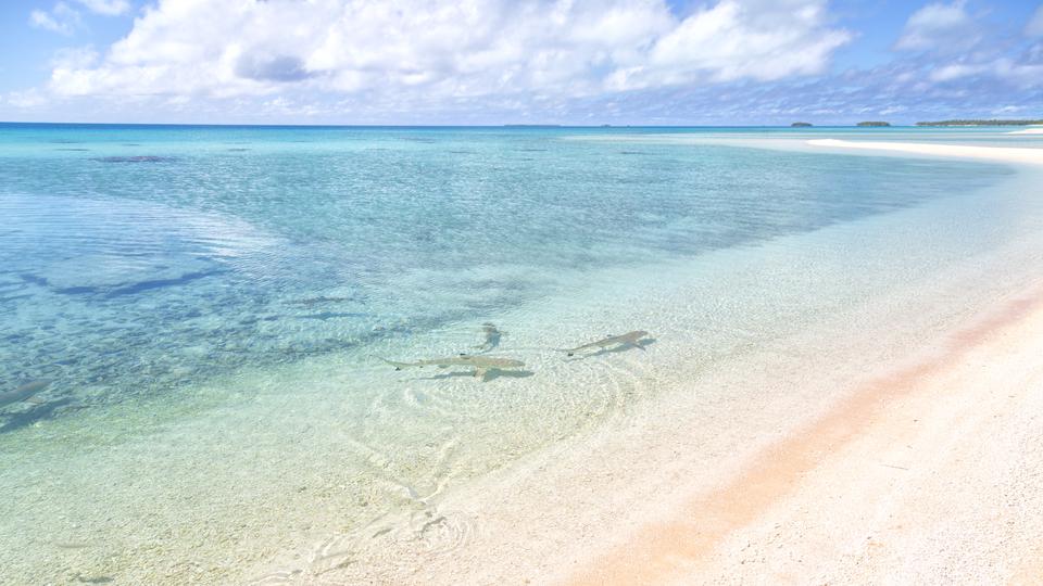 Sharks swimming in Tuamotu Atoll Polynesia