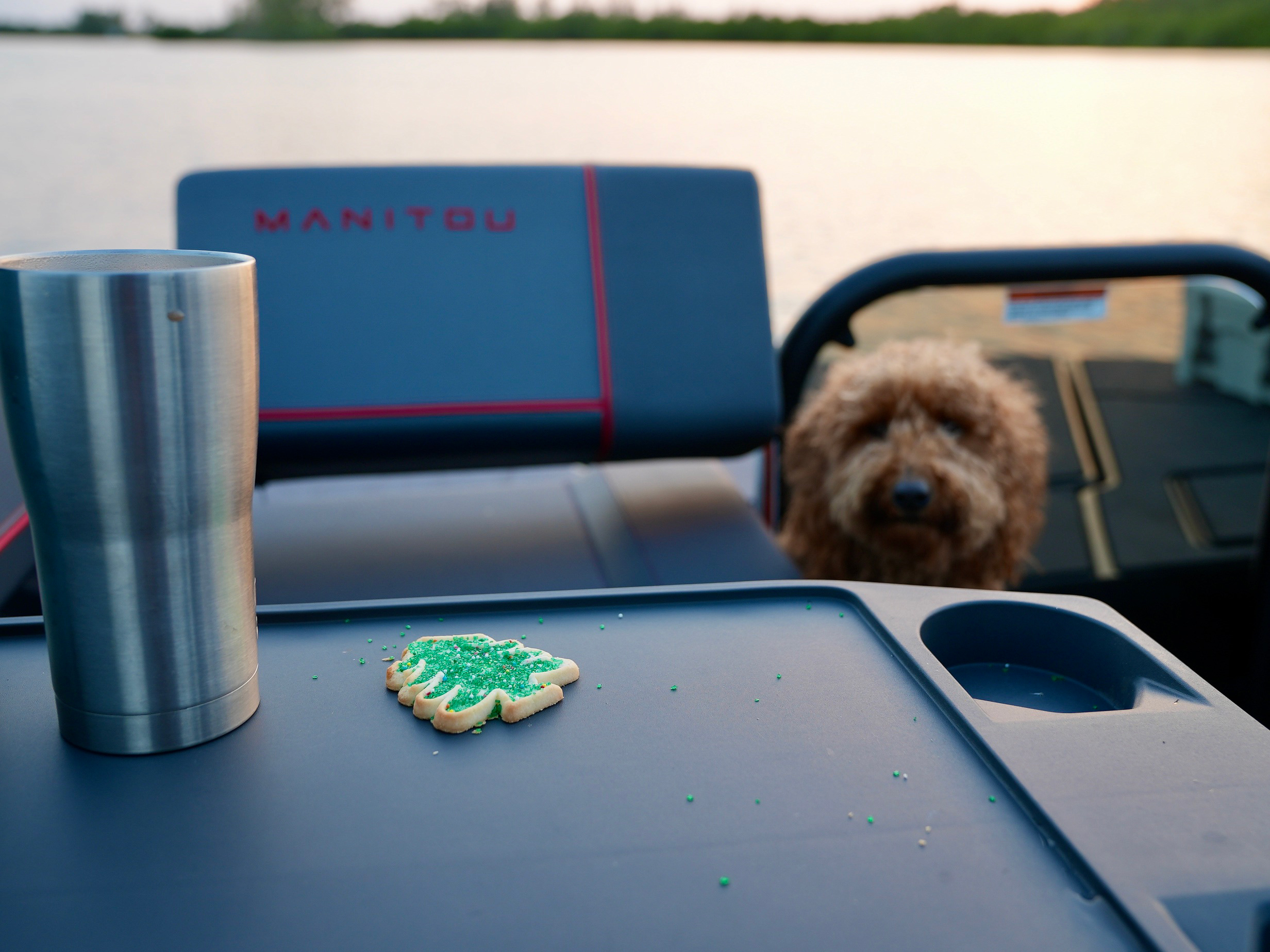 Dog eyeing Christmas cookie on boat