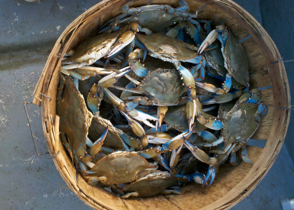 crabs in a bushel basket