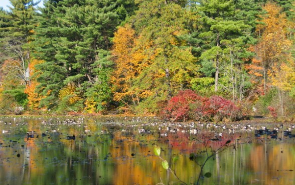 Migrating waterfowl take a breather on a New England lake.